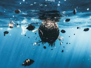 Plastic Pollution and Marine Wildlife: A Toxic Relationship