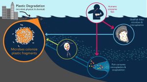 Microplastics: Small Size, Huge Impact