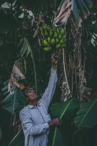 The Real Cost of Mass Banana Production