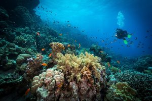 The State of Our Coral Reefs and What We Can Do to Help