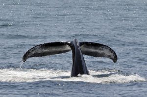 Whale Fall Ecosystems: How Do They Affect Oceanic Cycles?