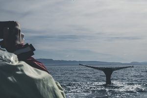 Whale Watching Like You Mean It: How to be an Ally to Wildlife