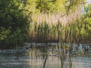 Recent Supreme Court Case Threatens Already Diminished Wetlands