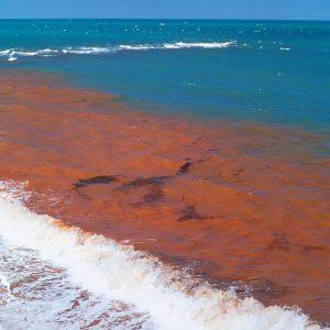 Red Tide Events in the Gulf of Mexico