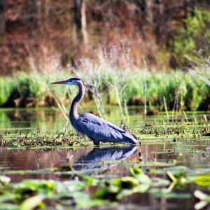 The Decline of America’s Wetlands