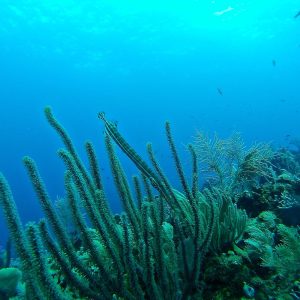 What is Coral Bleaching?