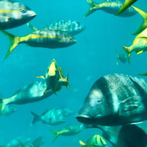 Ocean Warming and Marine Life Migration