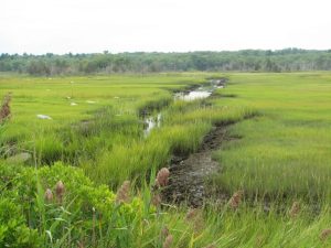 Bridging the Gap: Community Partnerships for Estuarine Health and Sustainability