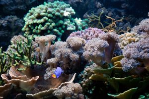 Artificial Reefs in the U.S.A.