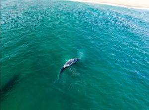 The Return of the Atlantic Gray Whale