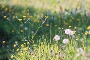 Leave the Lawnmower in the Shed: Let’s Talk Living Lawns