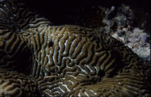 The Link Between Deforestation and the Darkening Seas