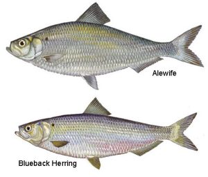 Citizen Science: Tracking Changes in River Herring Populations
