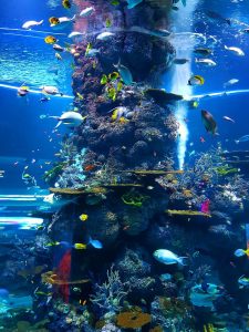 Artificial Reefs Explained