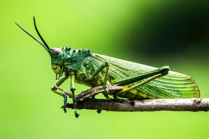 Eating Insects to Save Insects?