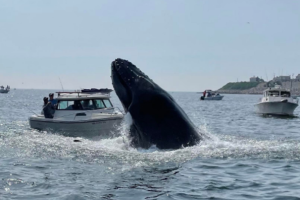 Brake for Whales: Boating and Marine Life in Cape Cod