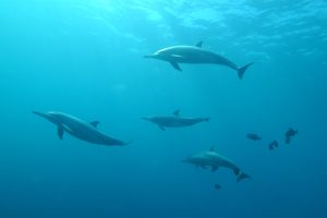 How the Deepwater Horizon Oil Spill is Affecting Bottlenose Dolphins a Decade Later