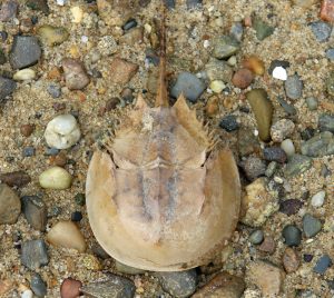 Bleeding Horseshoe Crabs: the ‘Living Fossils’ that Fuel the Biomedical Industry