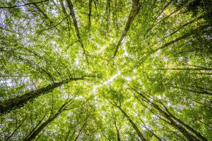 The Circular Economy: Separating Economic Activity from the Consumption of Resources
