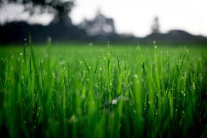 Creating a Biological Corridor on your Front Lawn