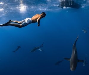 Ecotourism off the Cape Cod Coast: Diving with Sharks Sustainably