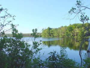 Chebacco Lake Coalition: How to Support Your Local Environment this August!