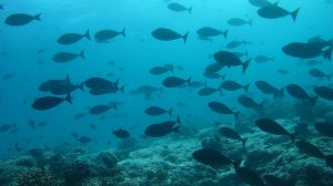 Benthic Habitat Mapping to Understand Ecosystems