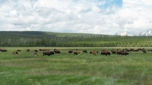 The State of Land Use in Animal Production: Current Practices and the Need for Change