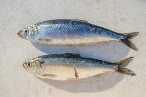 Alewife Brook: A Spawning Pathway in Danger