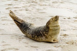 Harbor Seal Pup Season in New England