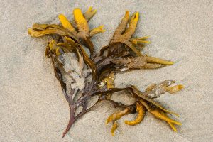 Kelp: The Next Great Climate Solution