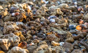 An Enemy to Massachusetts’ Shellfish Industry: Ocean Acidification