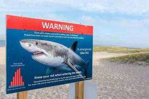 An Ecological Balancing Act: The Return of Sharks and Seals to Cape Cod