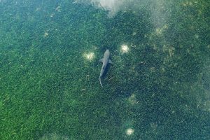 Sea Meadows Protect Our Oceans, But They Are Disappearing Fast