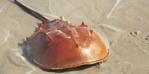Protecting an Ancient Species: The Atlantic Horseshoe Crab