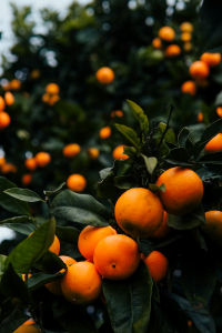 Recent Lawsuit Against the Coca-Cola Company for PFAS Contamination in Simply Tropical Beverages