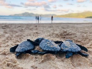Save the Sea Turtles: Preventing Spillage of Petroleum Products