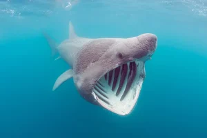 The Anthropogenic Effects on Basking Sharks