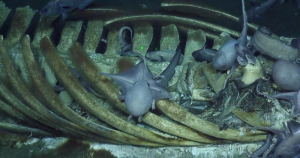 Symbiosis in the Deep: The Story of Chemosynthetic Endosymbionts