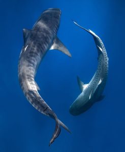 Creature Made Killer: Demonization of Sharks in Media