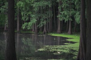 Carbon Sinks in Tidal Landscapes