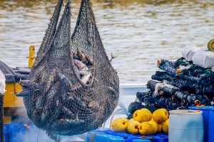 The Dangers of Modern Fishing Gear