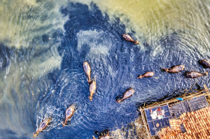 Op-ed: Investigating Legitimacy in Sustainable Seafood Labels