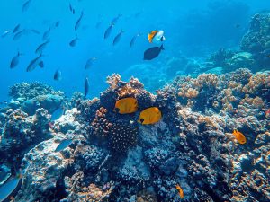 The Depths of the Ocean: Coral Reef Restoration
