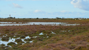 Peat is petering out – here’s why
