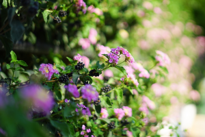 Native Landscaping in the Southeastern US