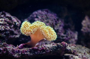 How Sea Sponges Help