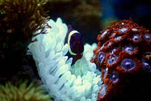 The Importance of Coral Reefs