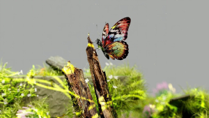 Bern III and Biodiversity