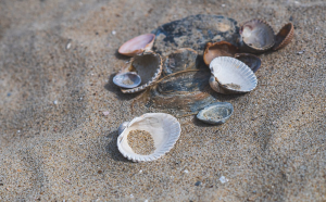 The Subtle Danger of Ocean Acidification